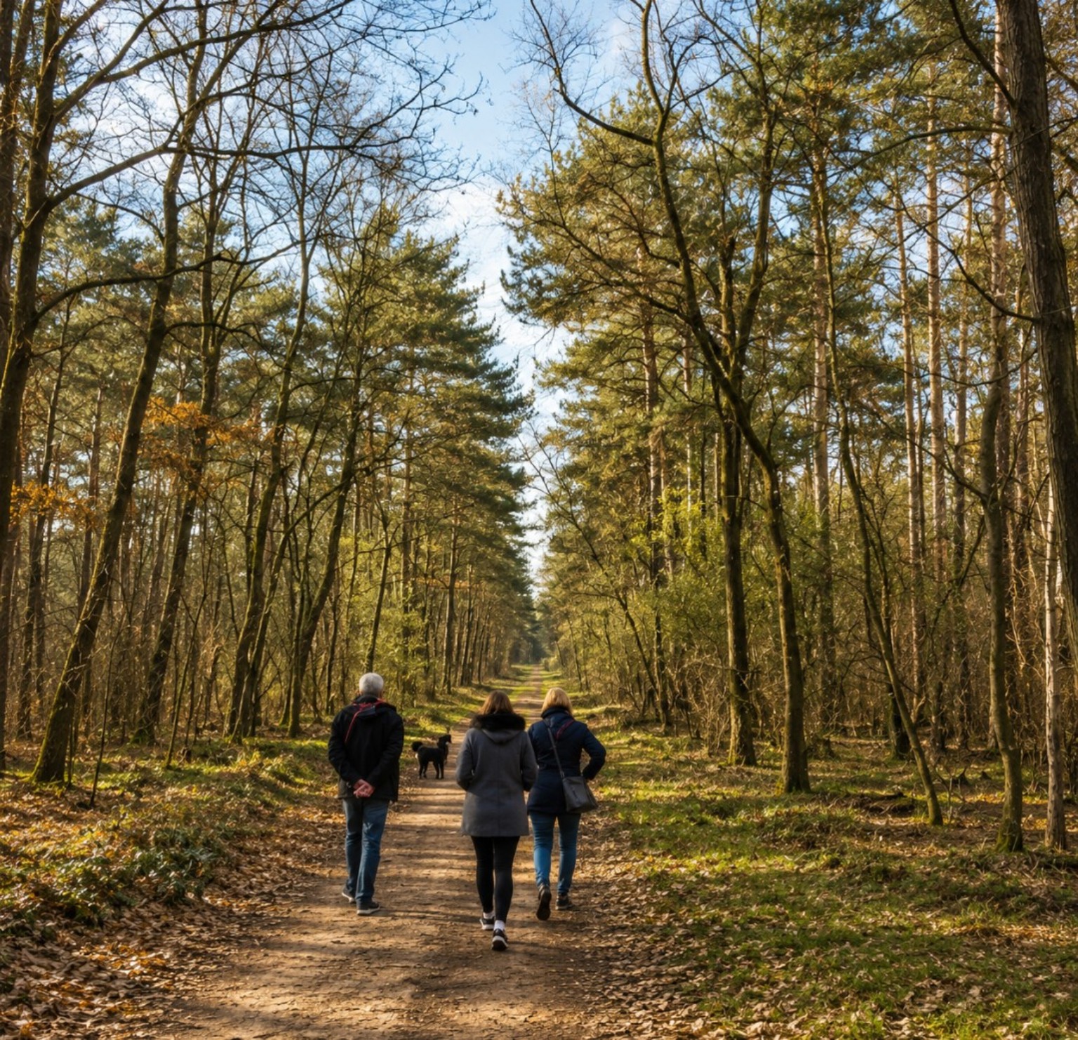 Three people walking through woodland